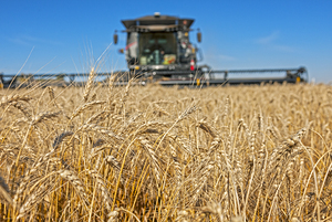 Wheat Harvest
