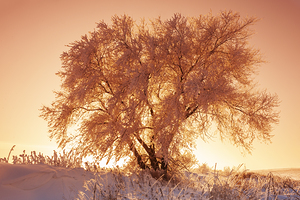 Sunset Over Frost Covered Tree
