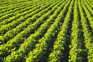 Soybean Field Patterns