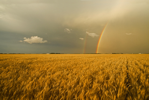 rainbow over winter wheat field