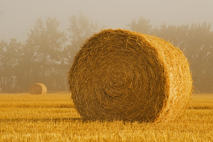 Round Wheat Straw Bales in the Mist