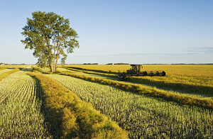 Swathing Canola