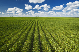 Mid-Growth Soybean Field