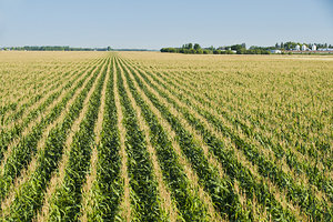 Corn Field Patterns