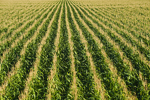 Corn Field Patterns
