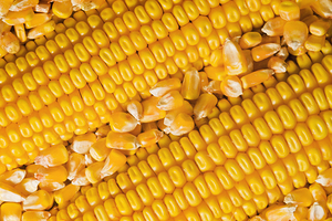 Grain Corn Details