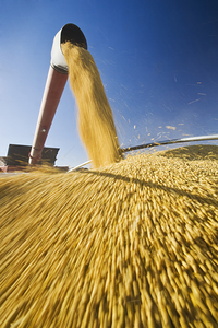 Augering Corn on the Go