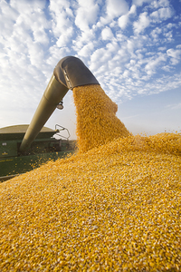 Augering Corn on the Go