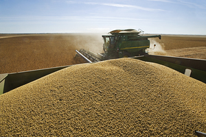 Soybean Harvest