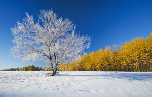 First Autumn Snow