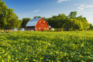 red barn  soybean field