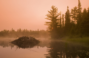 beaver lodge