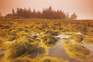 rockweed along the Atlantic coast