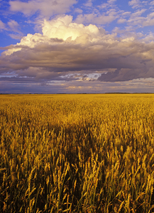 Wheat Field