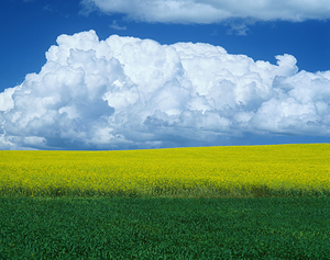 Brewing Storm Over Farmland
