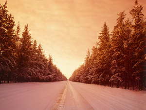 Winter Road Through Pine Forest