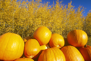 Autumn Harvest