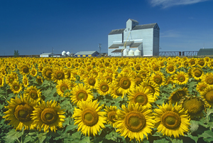 DR grain elevator