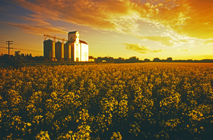 canola field in front of grain elevator