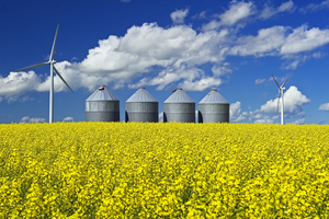 a bloom stage canola field with grain storage bins and wind turbines