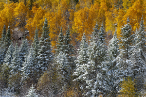 FAA DR 14000