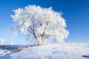 thick Hoarfrost on Lone Tree 