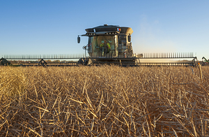 evening Canola Harvest