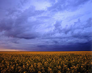 Storm Over Canola Field