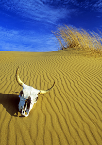 Skull in the Sand