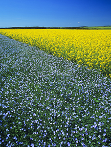 Flax and  Canola Patterns