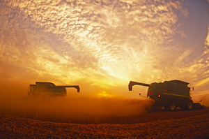 Evening Wheat Harvest