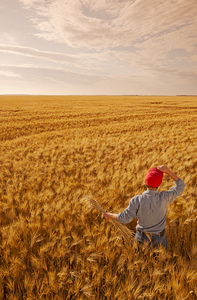 Looking Out Over a Great Crop