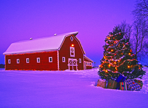 Red Barn at Christmas 