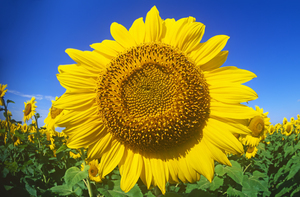 Single Sunflower