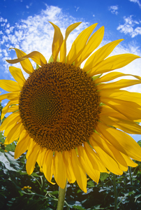 Sunflower Close Up