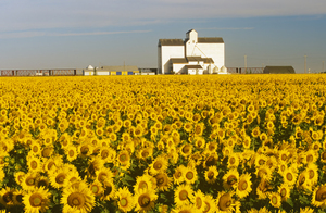 Sunflowers in Front of Grain Elevator