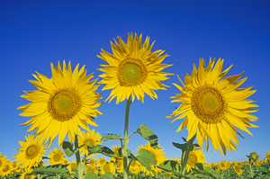 Three Sunflowers