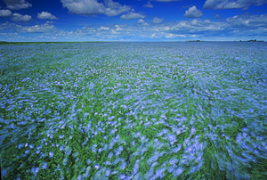 Windy Day in a Flax Field