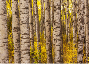 Poplar Trees