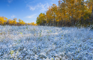 First Snow