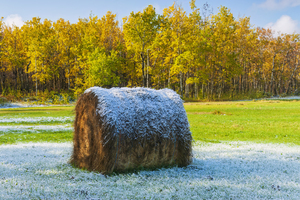 Morning Frost