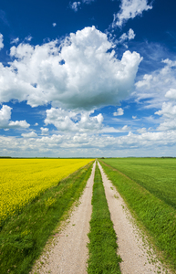 road through farmland