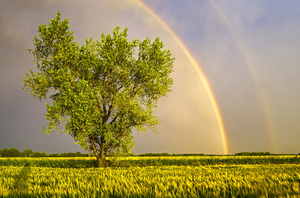 Rainbow Over Cottonwood Tree