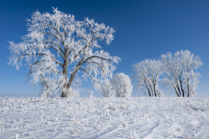  frost covered cottonwood tree