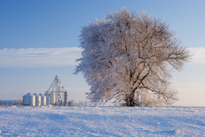 frost covered tree with  grain storage bins in the background