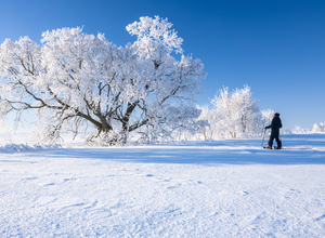 trees covered with hoarfrost