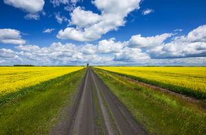 road through farmland with canola on both sides
