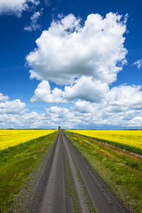 Backroad Through blooming Canola Fields