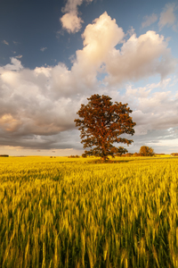 Oak Tree in Field of Spring Wheat