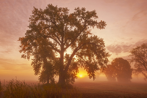 Early Morning 